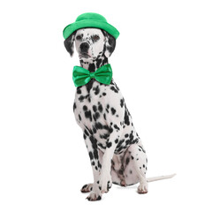St. Patrick's day celebration. Cute Dalmatian dog with leprechaun hat and green bow tie isolated on...