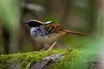 White-bibbed Antbird (Myrmoderus loricatus) h Atlantic rainforest, Brasil.