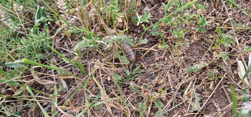 Nocaracris is a genus of European and western Asian grasshoppers in the family Pamphagidae It is the type genus of the tribe Nocarodeini 
possibly Nocaracris judithae found in Armenia