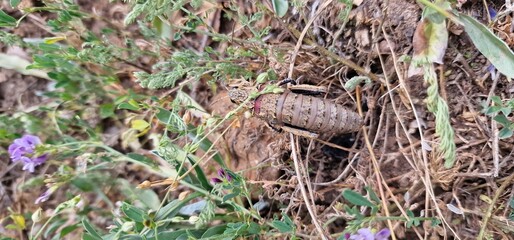 Nocaracris is a genus of European and western Asian grasshoppers in the family Pamphagidae It is the type genus of the tribe Nocarodeini 
possibly Nocaracris judithae found in Armenia