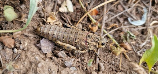 Nocaracris is a genus of European and western Asian grasshoppers in the family Pamphagidae It is the type genus of the tribe Nocarodeini 
possibly Nocaracris judithae found in Armenia