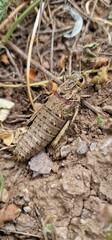 Nocaracris is a genus of European and western Asian grasshoppers in the family Pamphagidae It is the type genus of the tribe Nocarodeini 
possibly Nocaracris judithae found in Armenia