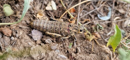 Nocaracris is a genus of European and western Asian grasshoppers in the family Pamphagidae It is the type genus of the tribe Nocarodeini 
possibly Nocaracris judithae found in Armenia