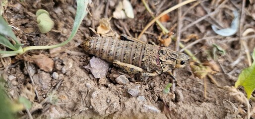 Nocaracris is a genus of European and western Asian grasshoppers in the family Pamphagidae It is the type genus of the tribe Nocarodeini 
possibly Nocaracris judithae found in Armenia
