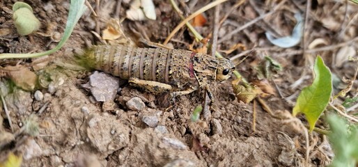Nocaracris is a genus of European and western Asian grasshoppers in the family Pamphagidae It is the type genus of the tribe Nocarodeini 
possibly Nocaracris judithae found in Armenia