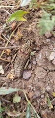 Naklejka na ściany i meble Nocaracris is a genus of European and western Asian grasshoppers in the family Pamphagidae It is the type genus of the tribe Nocarodeini possibly Nocaracris judithae found in Armenia