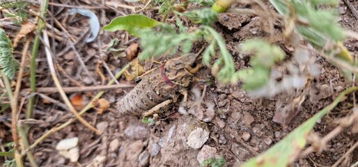 Nocaracris is a genus of European and western Asian grasshoppers in the family Pamphagidae It is the type genus of the tribe Nocarodeini 
possibly Nocaracris judithae found in Armenia