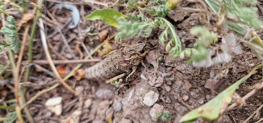 Nocaracris is a genus of European and western Asian grasshoppers in the family Pamphagidae It is the type genus of the tribe Nocarodeini 
possibly Nocaracris judithae found in Armenia