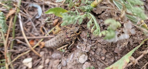 Nocaracris is a genus of European and western Asian grasshoppers in the family Pamphagidae It is the type genus of the tribe Nocarodeini 
possibly Nocaracris judithae found in Armenia