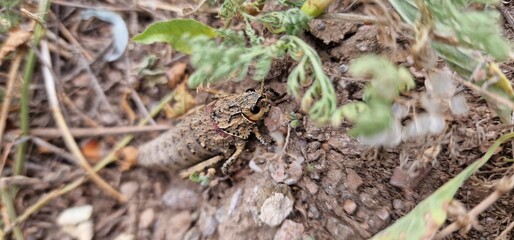 Nocaracris is a genus of European and western Asian grasshoppers in the family Pamphagidae It is the type genus of the tribe Nocarodeini 
possibly Nocaracris judithae found in Armenia