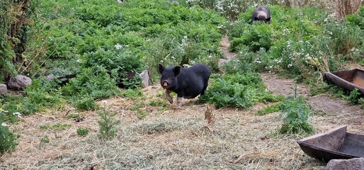 spotted pig family in garden of armenia people