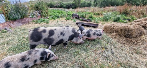 spotted pig family in garden of armenia people
