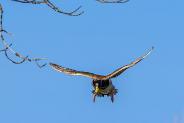 Wild duck or mallard, Anas platyrhynchos flying over a lake in Munich, Germany