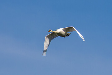 Mute swan, Cygnus olor flying over a lake in the English Garden in Munich, Germany