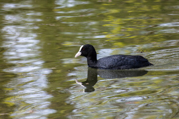 The Eurasian coot, Fulica atra swimming on the Kleinhesseloher Lake at Munich, Germany