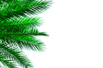 Green coconut palm tree leaf on white background. tropical plants isolated