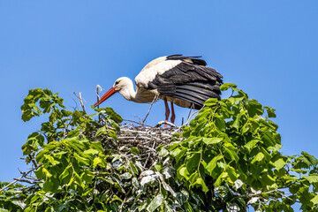 White Stork, Ciconia ciconia on the nest in Oettingen, Swabia, Bavaria, Germany, Europe
