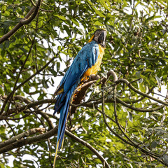 The Blue-and-yellow Macaw, Ara ararauna is a large South American parrot