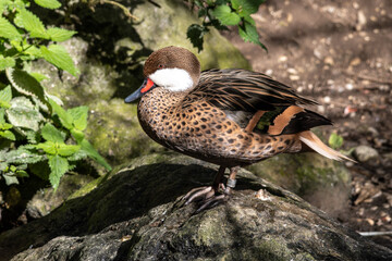 White-cheeked pintail, Anas bahamensis, also known as the Bahama pintail.