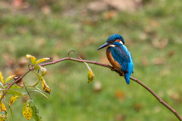 Common kingfisher, Alcedo atthis sitting on a beautiful branch above the river waiting for a fish
