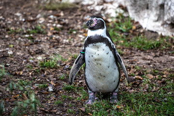 Humboldt Penguin, Spheniscus humboldti in a park