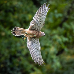 Common kestrel, Falco tinnunculus is a bird of prey species belonging to the falcon family Falconidae.