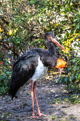 Black stork, Ciconia nigra in a german nature park