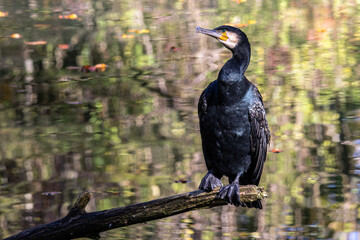 The great cormorant, Phalacrocorax carbo sitting on a branch