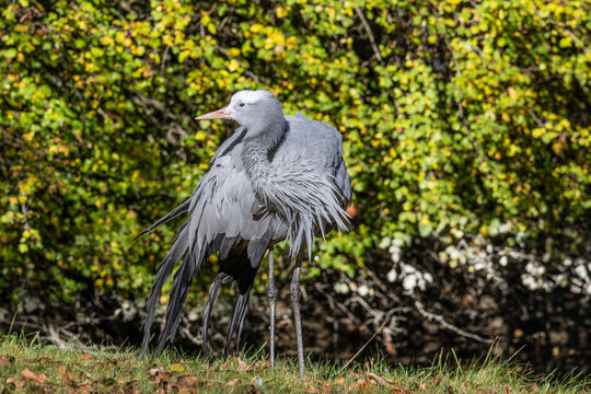 The Blue Crane, Grus paradisea, is an endangered bird