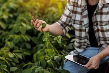 Smart farming. Farmer with digital tablet controls growth and development of soybeans plant in...