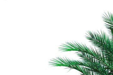 palm tree isolated on white background. palm branch isolated on white. Green palm leaves isolated on white