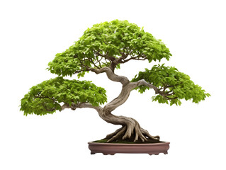 Bonsai Tree, isolated on a transparent or white background