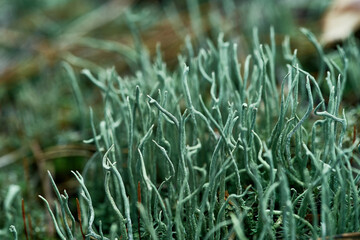 Close-up view captures dense patch of green moss, lichen, displaying fern-like appearance with slender, elongated shapes protruding upwards. Blurred background shows more plant covering ground.