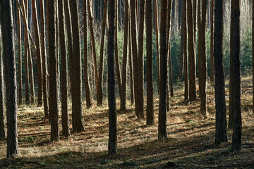 Dense forest captures sunlight filtering through tall, straight trees with rough textured barks. Light and shadow pattern on ground covered by illuminated grass, moss. Atmosphere serene