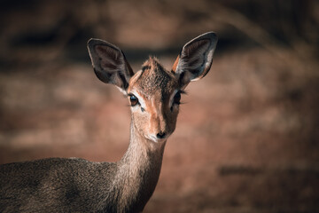 Portrait of a dik-dik in the African savannah, Kenya