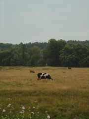 Cows