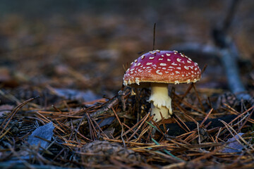 red and white spotted mushroom Amanita, grows amidst fallen pine needles on the forest floor. visible textured stem. focus is on the mushroom with the background elements blurred