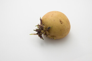 Closeup of a potato with sprouts isolated on white background