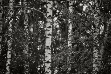 Monochrome photograph captures serene woodland scene. Dense birch trees with distinct white bark and dark spots stand tall. Thin trunks closely spaced, branches form thick canopy