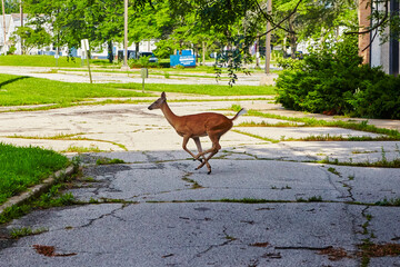 Urban Deer in Motion on Weathered Pathway - Park Perspective