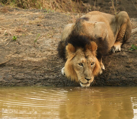 Asiatic Lion Drinking Water in GIR National Park, India 