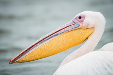 Portrait of a great white pelican (pelecanus onocrotalus), Lake Naivasha, Kenya