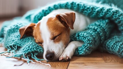 Adorable jack Russel terrier puppy napping on knitted blanket