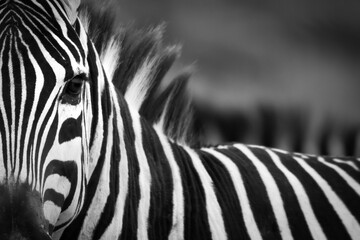 zebra close up in black and white - Powered by Adobe