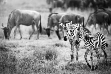 black and white portrait of baby zebra's in the african savannah