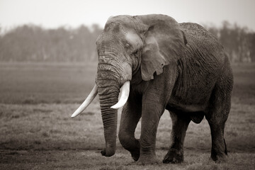 sepia portrait of an elephant walking in the african savannah, Kenya