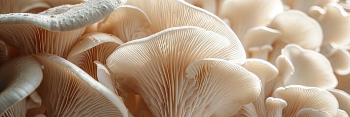 close up of oyster mushrooms - obrazy, fototapety, plakaty
