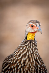 portrait of a yellow-necked spurfowl