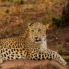 Fototapeta premium Leopard Close Up