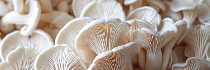 Closeup photo of oyster mushrooms - obrazy, fototapety, plakaty